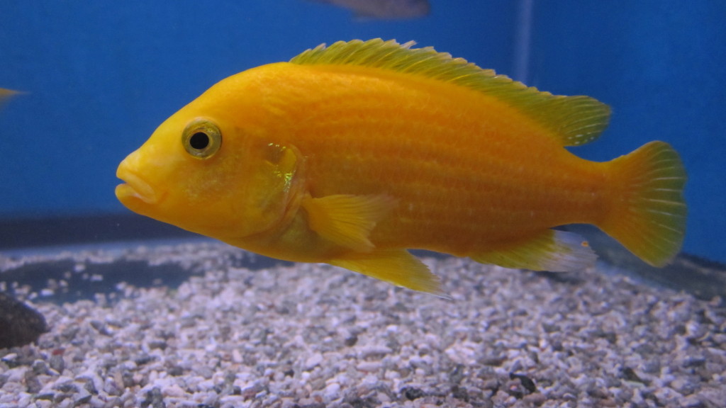Fish Hendersonville Fish & Pet Shop
